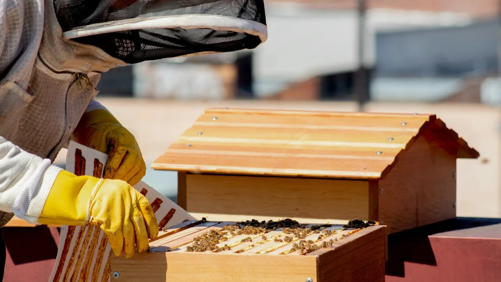New beekeeper setting up a wooden hive in a sunny backyard garden