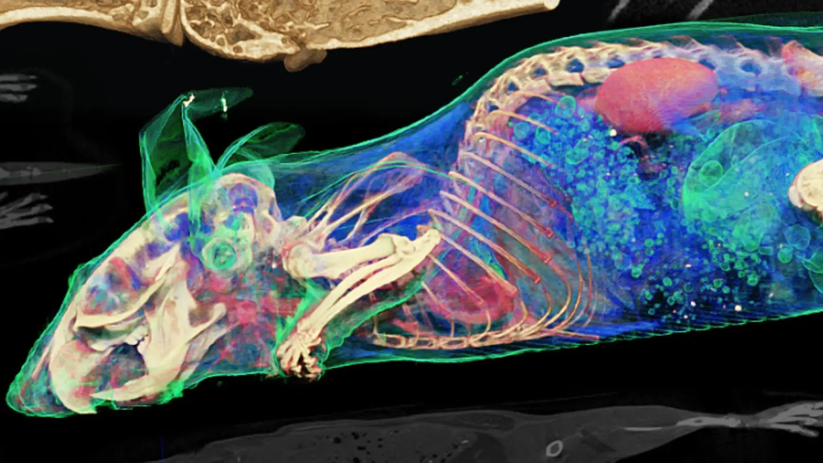 Preclinical imaging scan of a lab animal highlighting internal organs and drug distribution