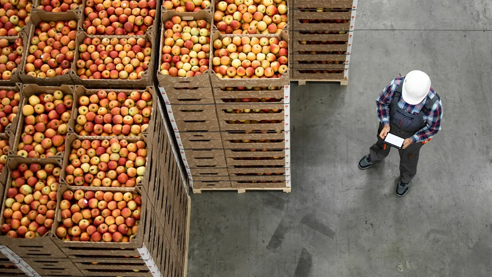 Feeding the Surge: Navigating the Seasonal Dynamics of Food Supply Chains Warehouse workers managing fresh produce during seasonal peak with cold chain equipment