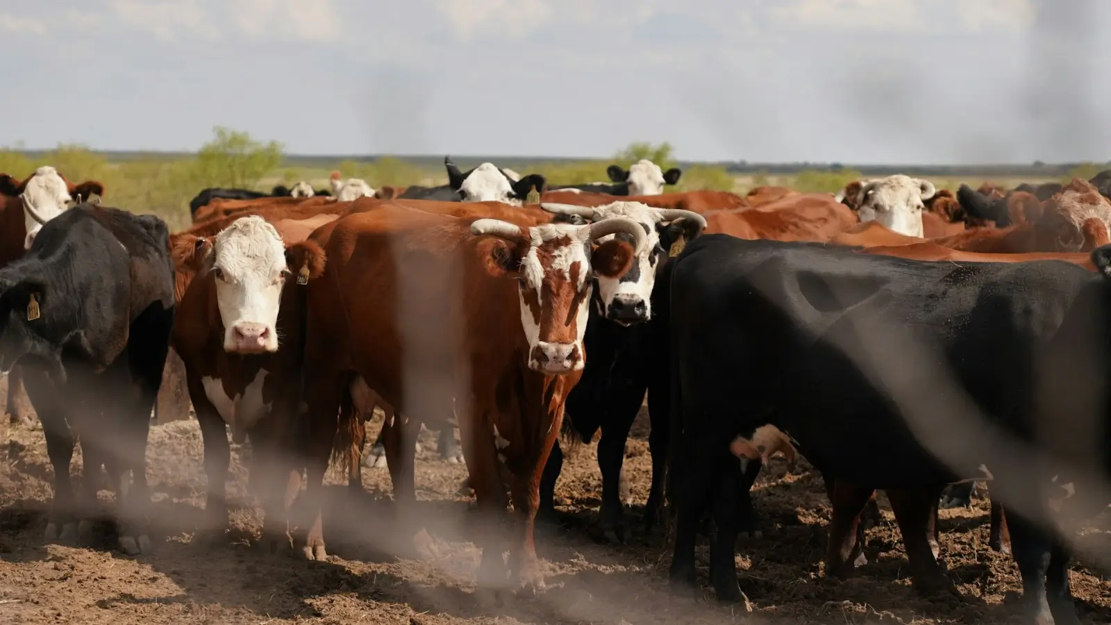 Beef supply chain team including ranchers, processors, and retailers in collaboration meeting