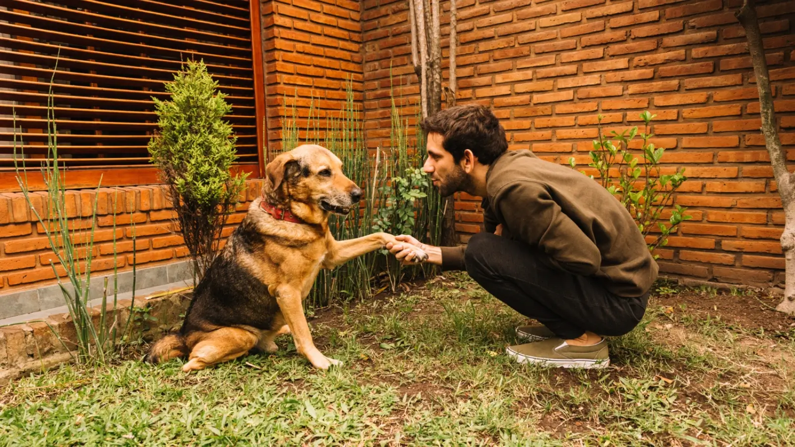 Happy dog being cared for at Karnik Pet Lodge dog boarding facility