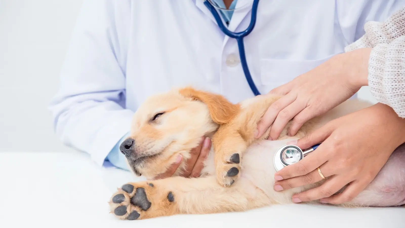 Veterinarian performing a pet wellness exam on a happy dog at Fox Veterinary Services
