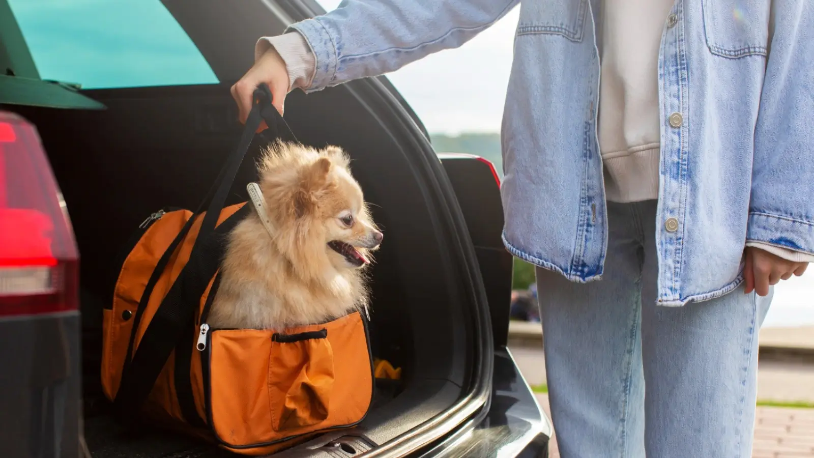 Zootaxi vehicle transporting a pet safely with a trained driver