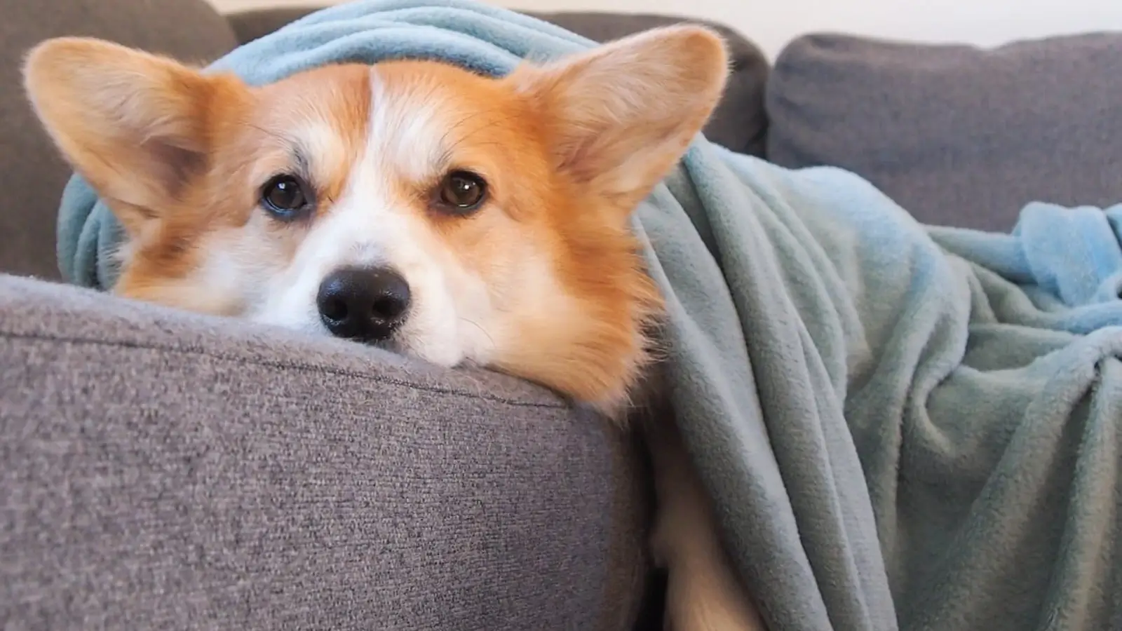 Happy dog resting at a pet boarding facility with toys and a cozy blanket