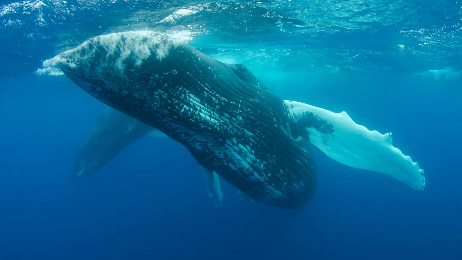 Blue whale underwater emitting vocal calls in the deep ocean