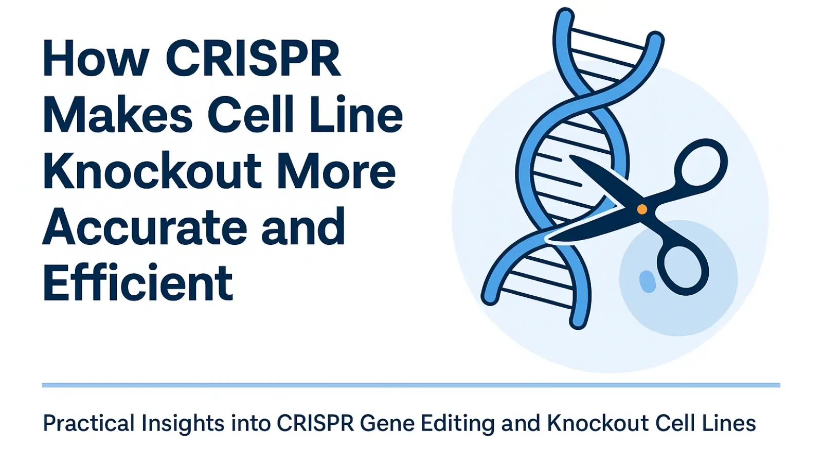 How CRISPR Makes Cell Line Knockout More Accurate and Efficient Researcher using CRISPR technology to create knockout cell lines in a laboratory