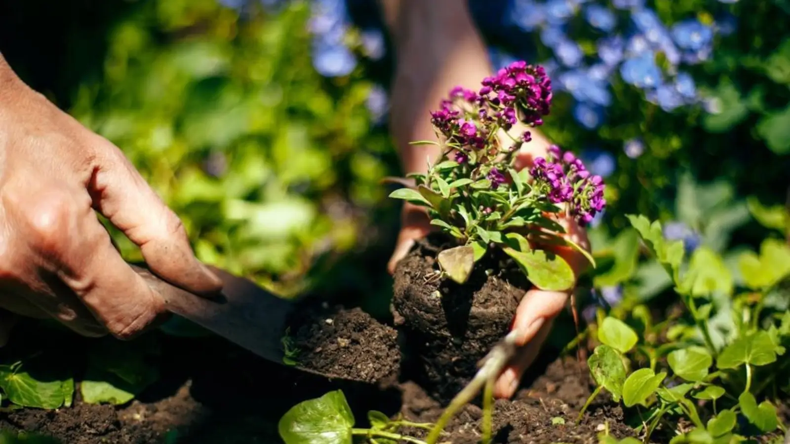 Wheelbarrow filled with fresh garden soil ready for delivery in a backyard