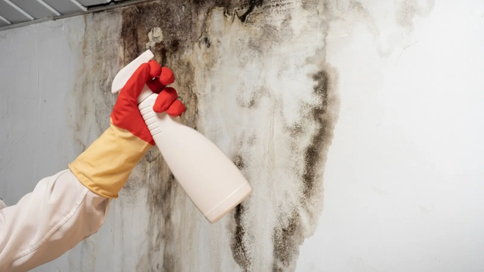 Close-up of mold in a rental property bathroom near tiles