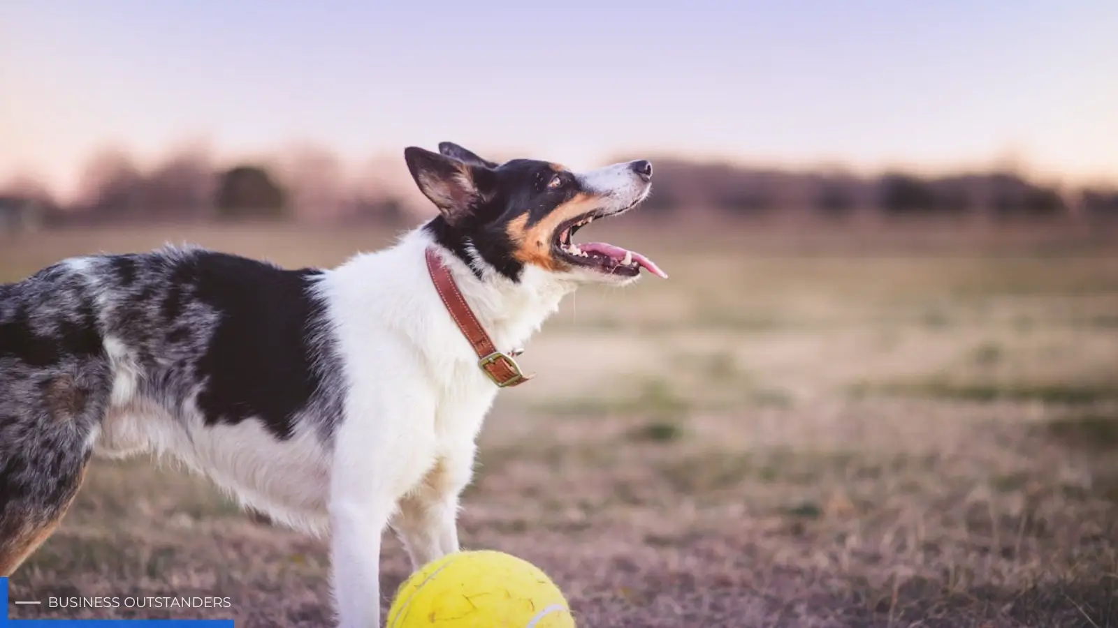 Dog stretching its hind legs showing early signs of hip and joint stiffness during morning routine