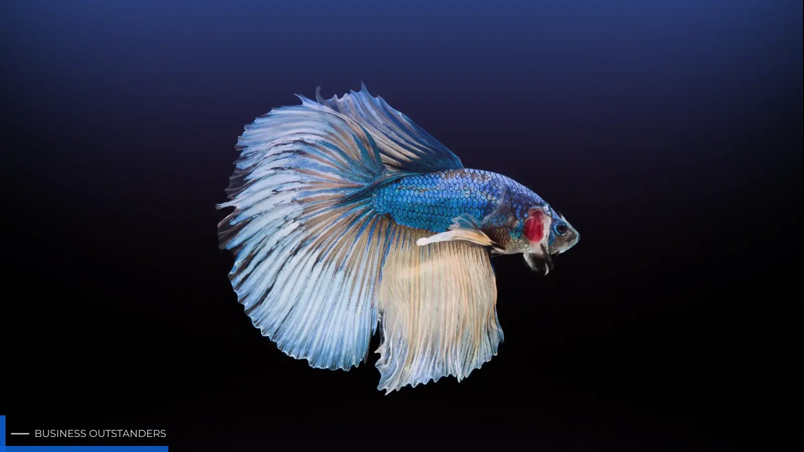 Male Betta fish swimming in a well-decorated freshwater aquarium with live plants and warm lighting