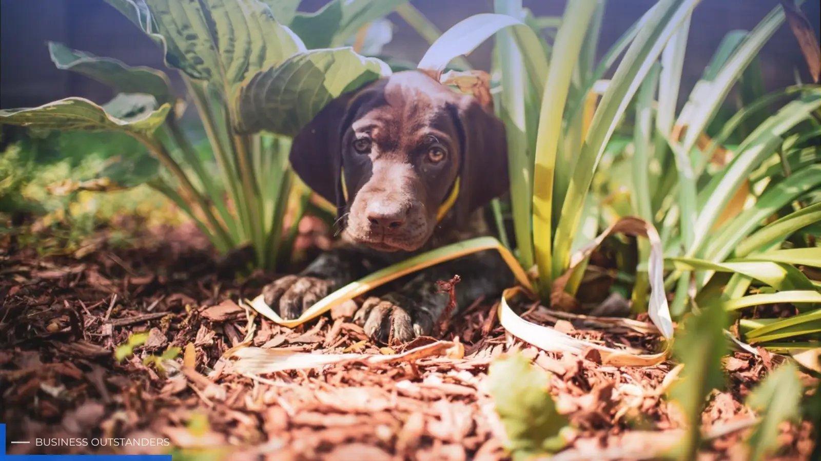 Dog exploring a backyard garden with potential pet hazards like plants and mulch