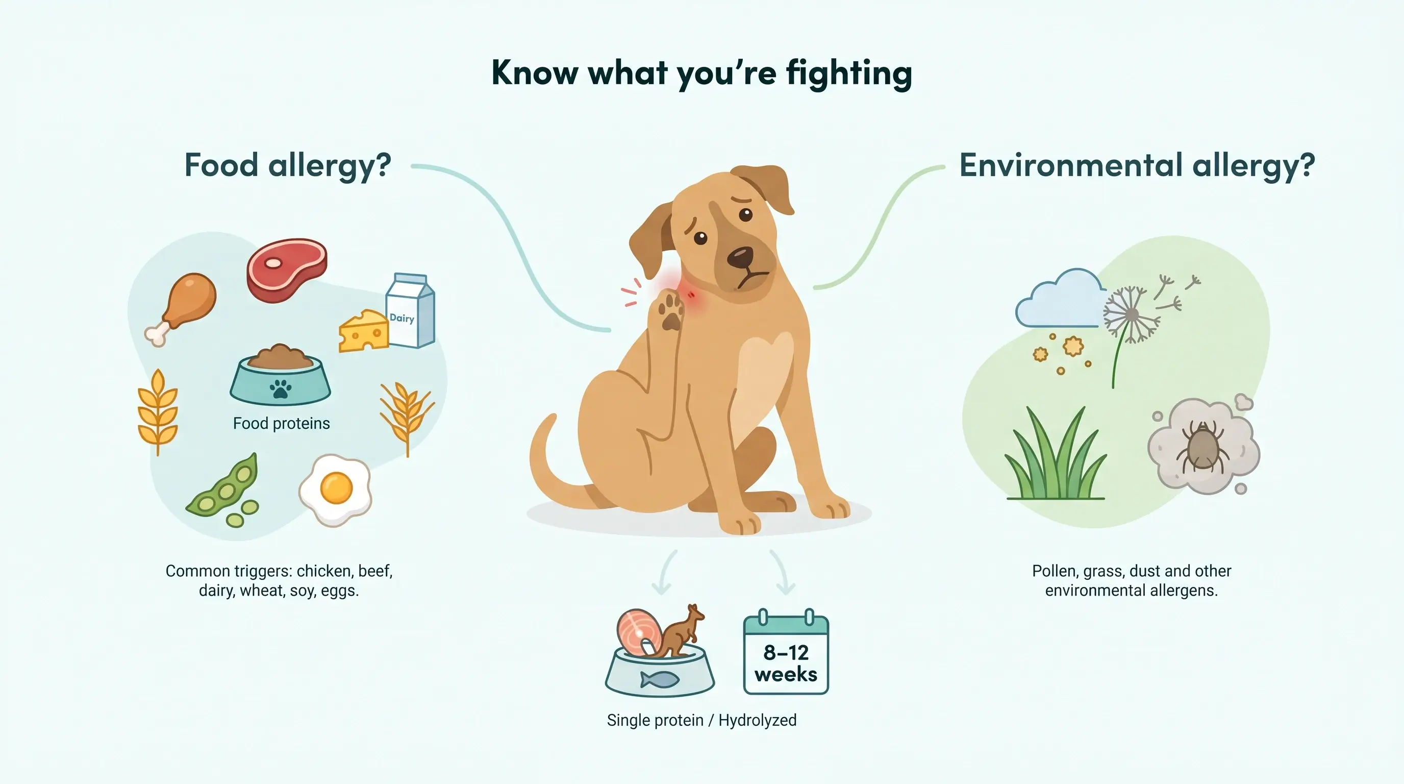 dog allergy diagnosis